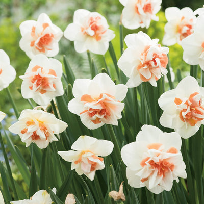 Daffodil Replete Pkdafrep - Garden Express Australia
