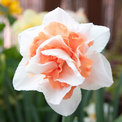 Daffodil Replete Pkdafrep 2025 - Garden Express Australia
