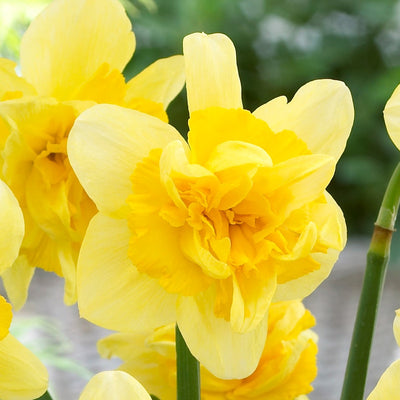 Daffodil Safina Pkdafsaf 2025 - Garden Express Australia