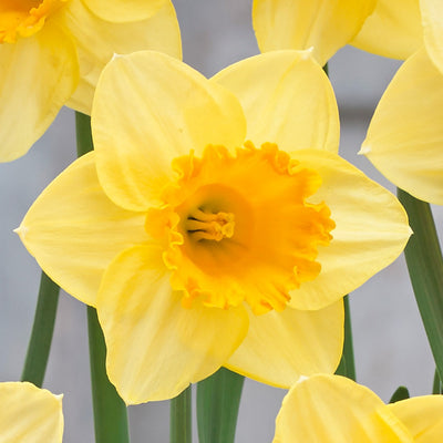 Daffodil Signor Pkdafsig 2025 - Garden Express Australia