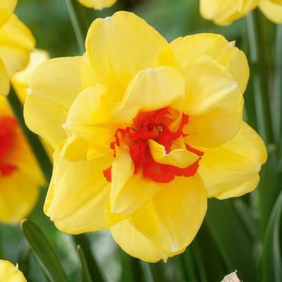 Daffodil Tahiti Pkdaftah 2025 - Garden Express Australia