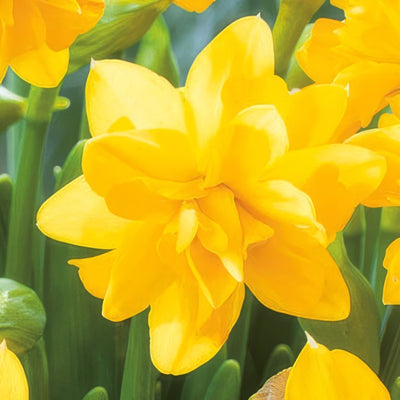 Daffodil Tete Boucle Pkdaftbo 2025 - Garden Express Australia