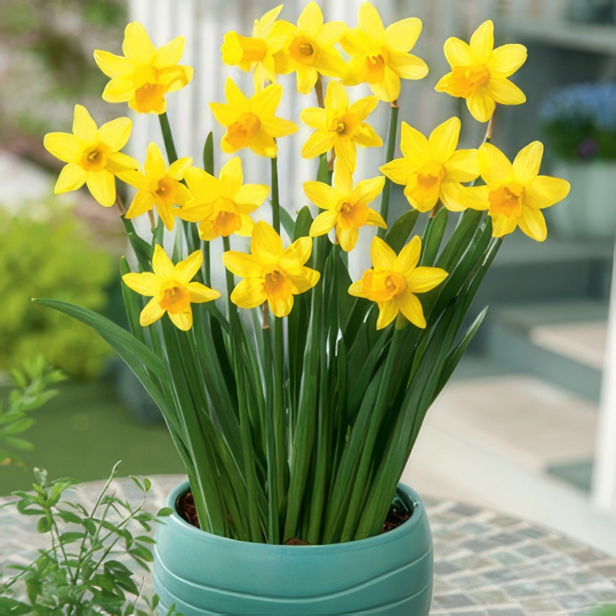 Daffodil Tete Tete Pkdaftte 2019 - Garden Express Australia