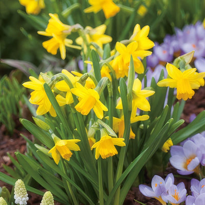 Daffodil Tete Tete Pkdaftte 2025 - Garden Express Australia