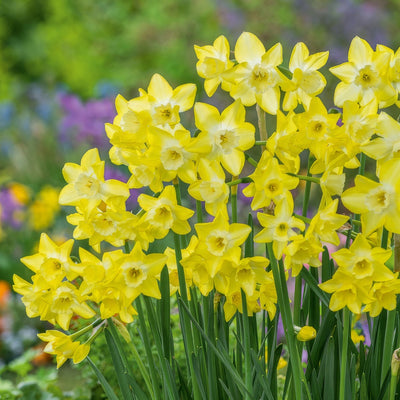 Daffodil Verdin Pkdafver 2025 - Garden Express Australia