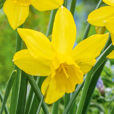 Daffodil Yellow Sailboat 3 Pkdafysa - Garden Express Australia
