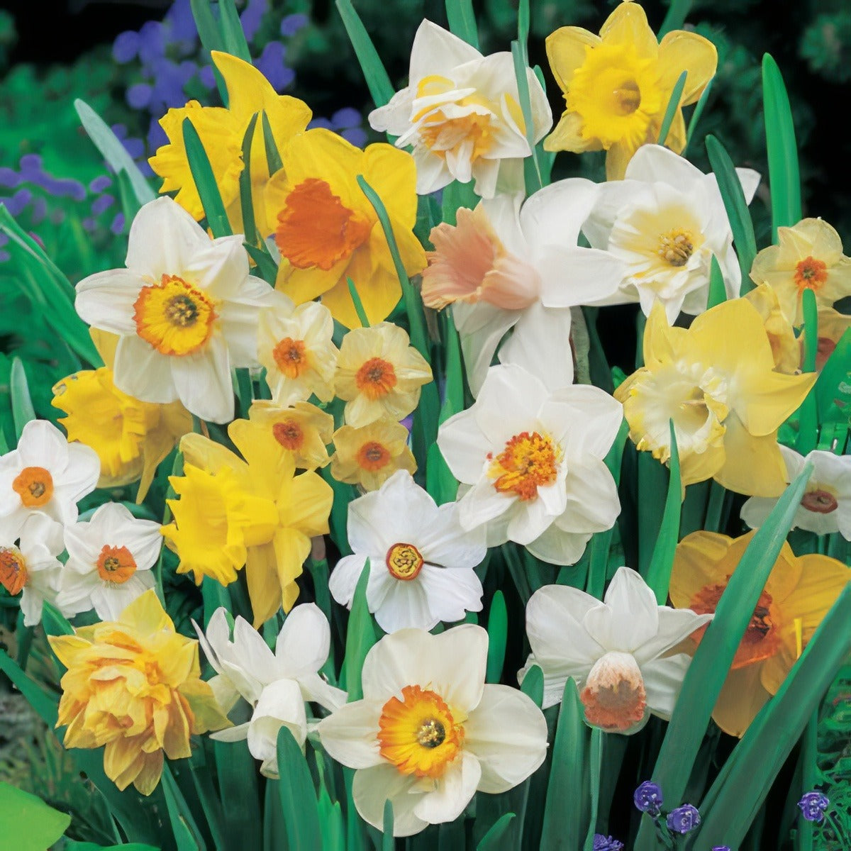 Daffodil Mixed Pkdafmxd 2017 - Garden Express Australia