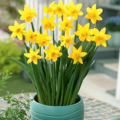 Daffodil Tete Tete Pkdaftte 2019 - Garden Express Australia