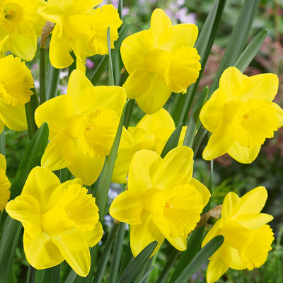 Daffodil Yellow Trump Pkdafyel - Garden Express Australia
