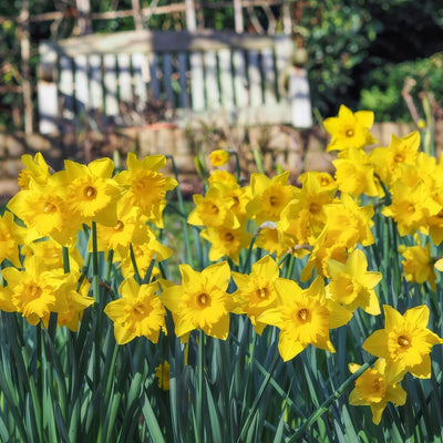 Daffodil Yellow Trumpet Pkdafytr 2026 - Garden Express Australia