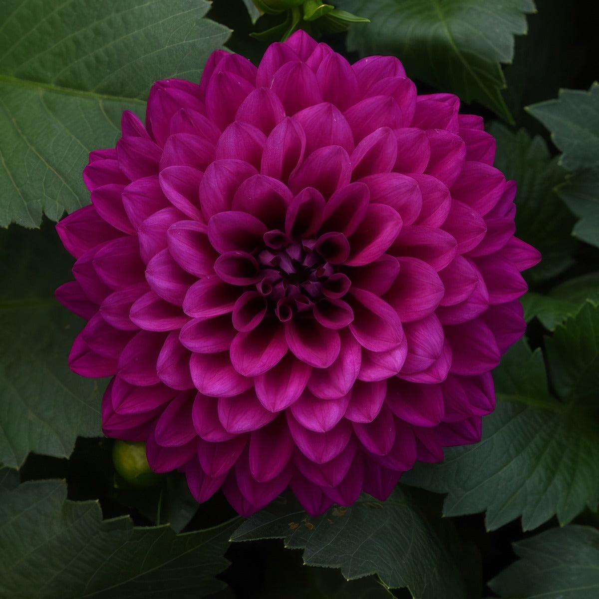 Dahlia Dalina Castillo Ppldahdca - Garden Express Australia