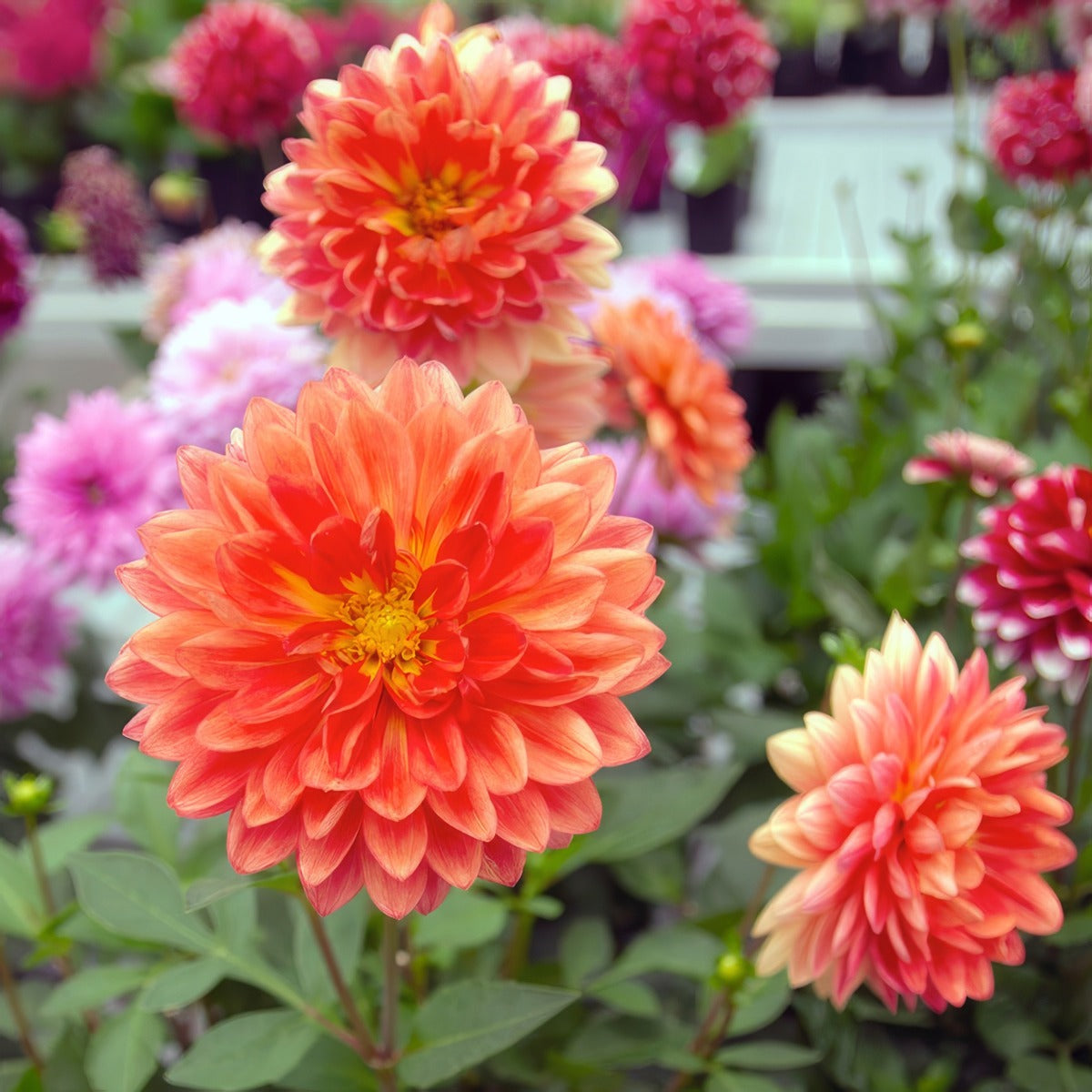 Dahlia Dalina Emilio P68dahemi - Garden Express Australia