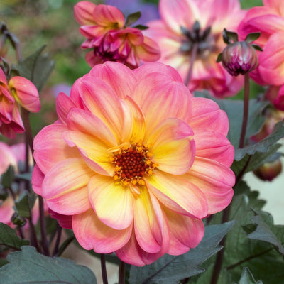 Dahlia Dreamy Fantasy P75dahdfa - Garden Express Australia