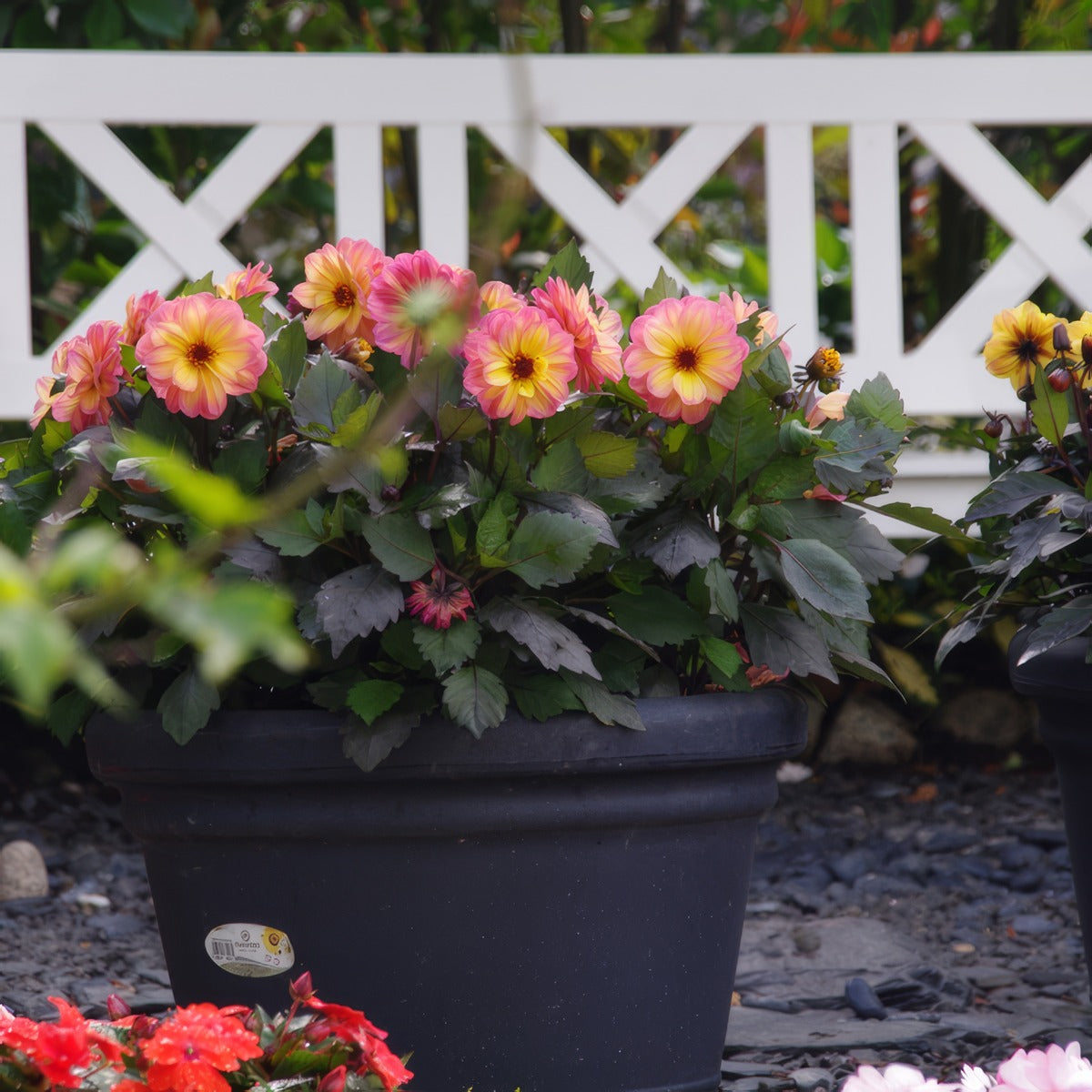 Dahlia Dreamy Fantasy - Garden Express Australia