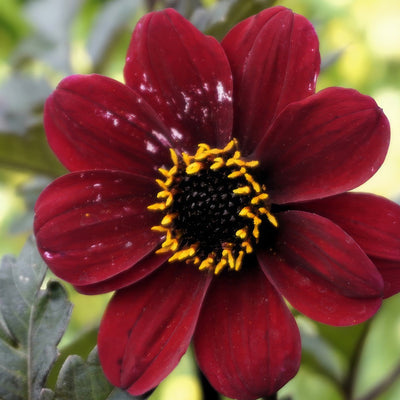 Dahlia Dreamy Hot Chocolate P75dahdhc - Garden Express Australia