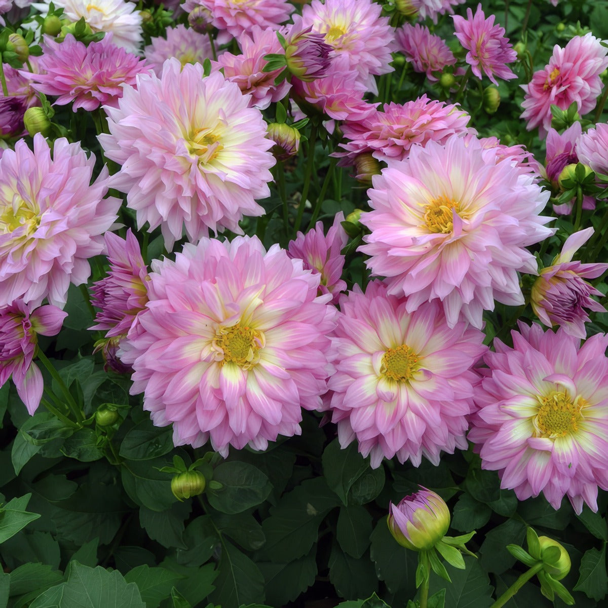 Dahlia Dalina Salinas P75dahdsl - Garden Express Australia