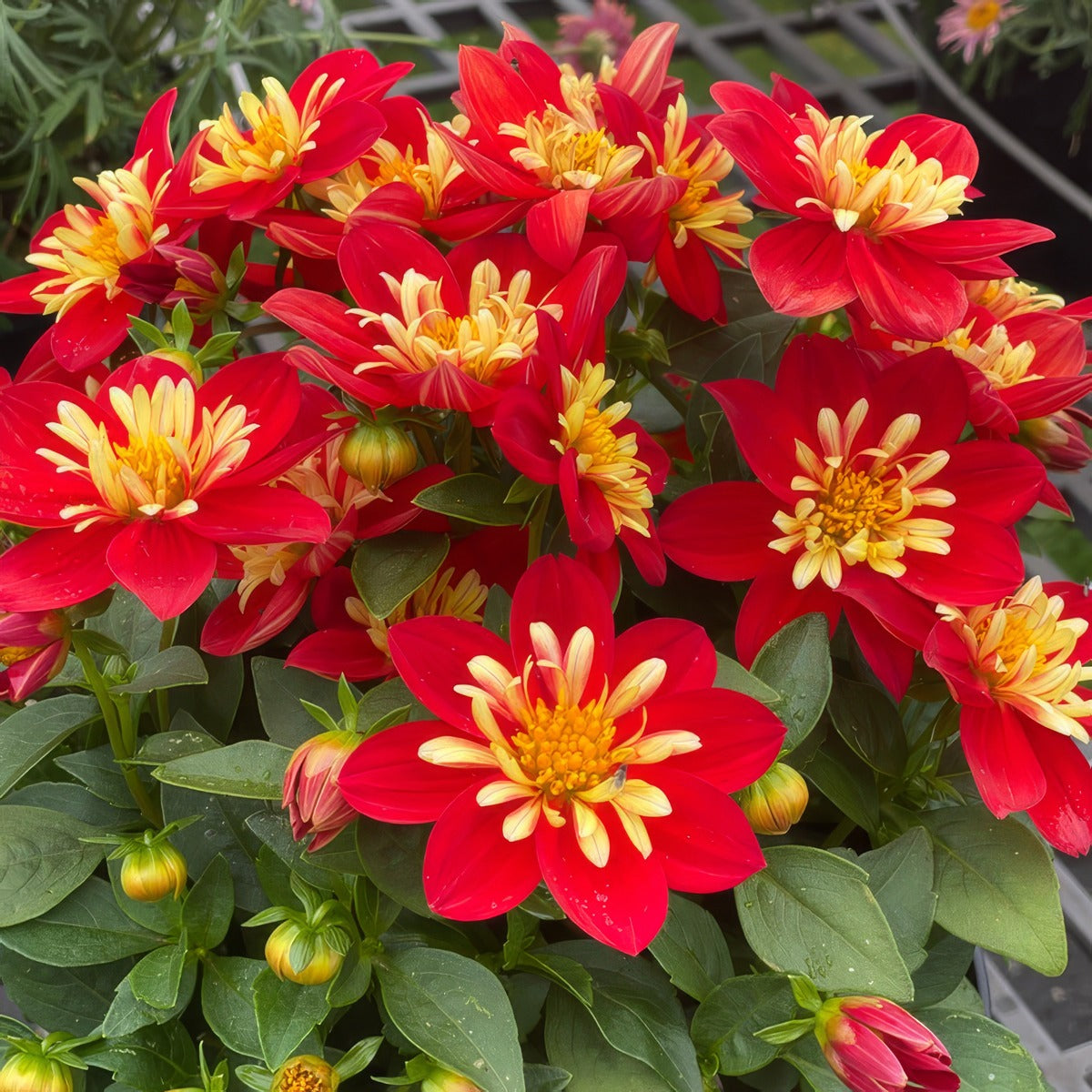 Dahlia Goldalia Scarlet Ppldahdsc - Garden Express Australia
