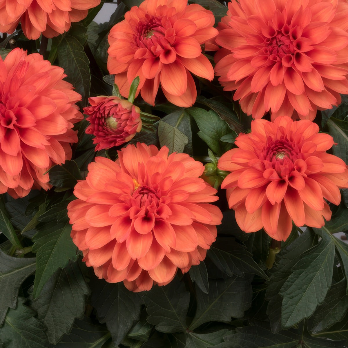 Dahlia Hypnotica Orange P75dahhor - Garden Express Australia