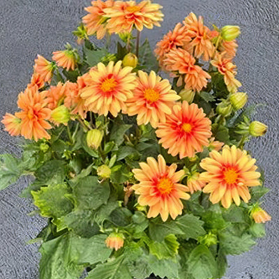 Dahlia Imagine Mini Bicolour Terracotta - Garden Express Australia