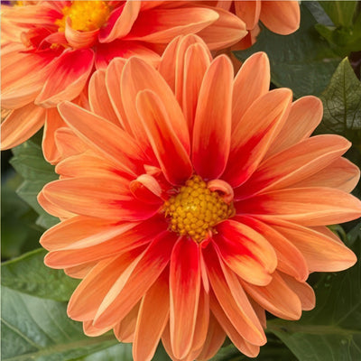 Dahlia Imagine Mini Bicolour Terracotta P75dahibt - Garden Express Australia