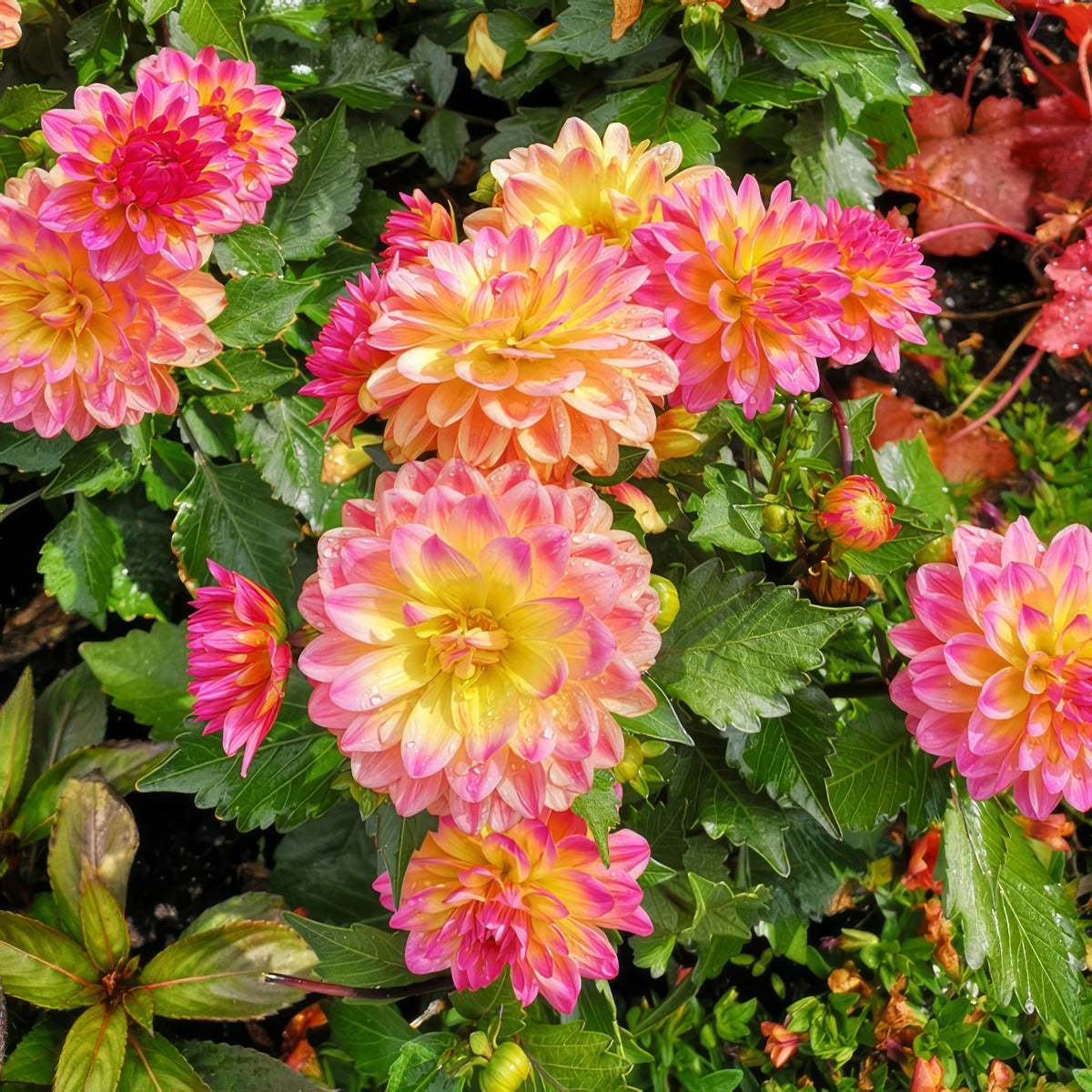 Dahlia Lubega Xl Fruit Punch - Garden Express Australia