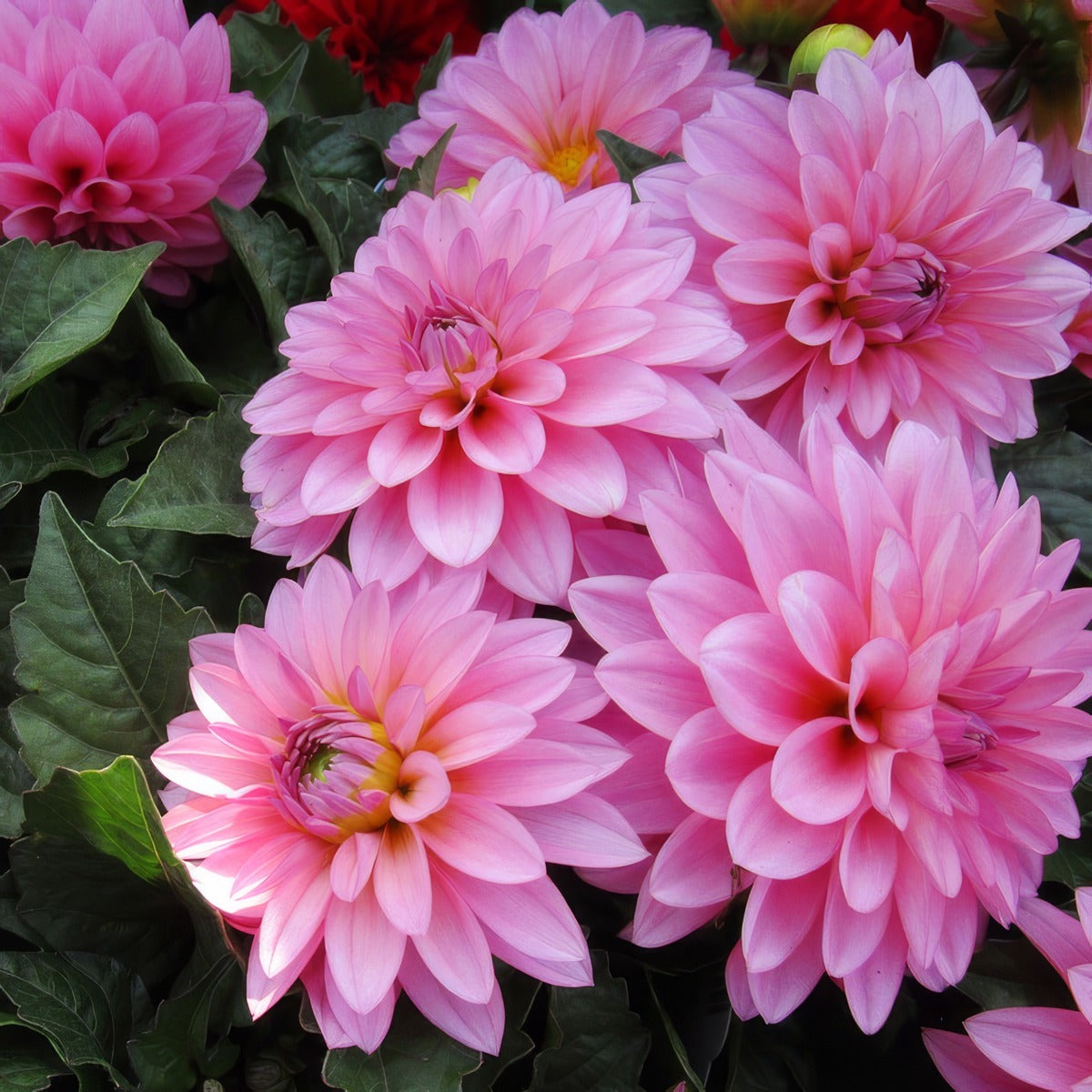 Dahlia Lubega Xl Pink P75dahlpk - Garden Express Australia