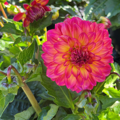 Dahlia Lubega Power Tropical Punch - Garden Express Australia