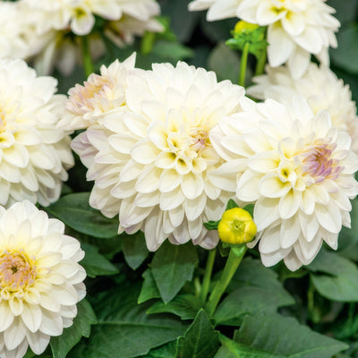 Dahlia Lubega Power White Lilac Frost - Garden Express Australia