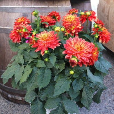 Dahlia Xxl Tabasco - Garden Express Australia