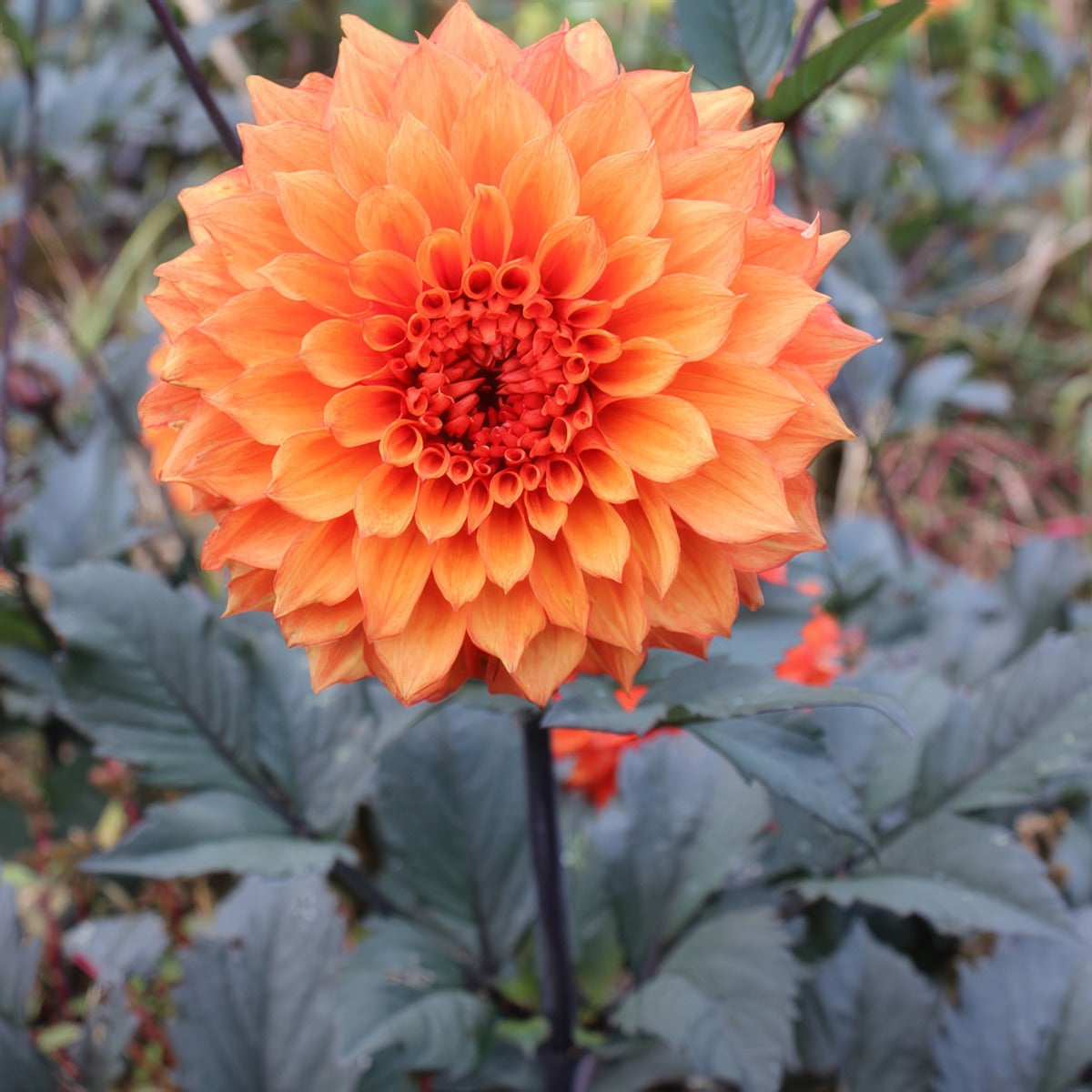 Dahlia Bollywood Dancer Pkdahbda - Garden Express Australia