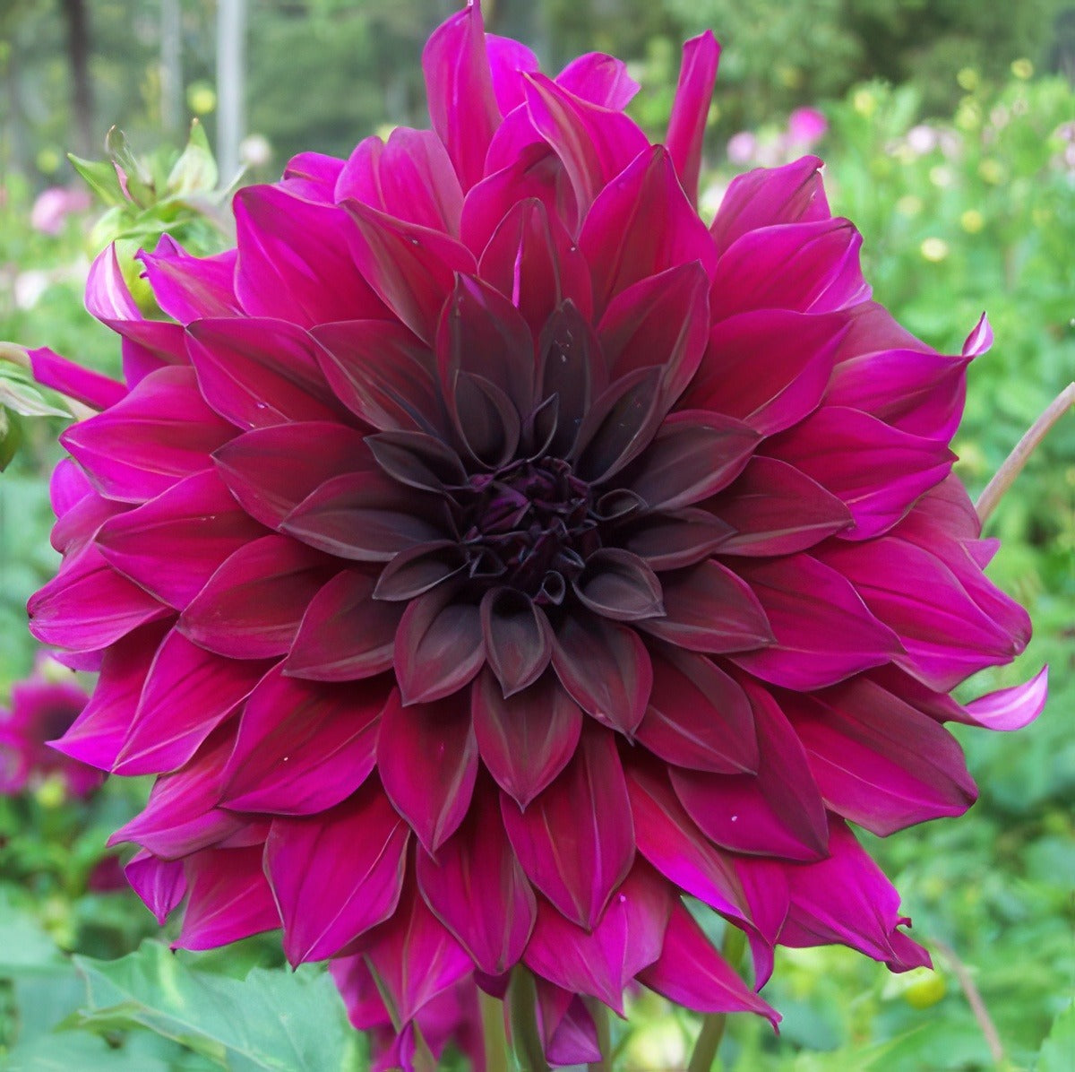 Dahlia Black Embers For Waterlily Coll 15 - Garden Express Australia
