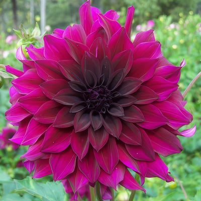 Dahlia Black Embers For Waterlily Coll 15 - Garden Express Australia