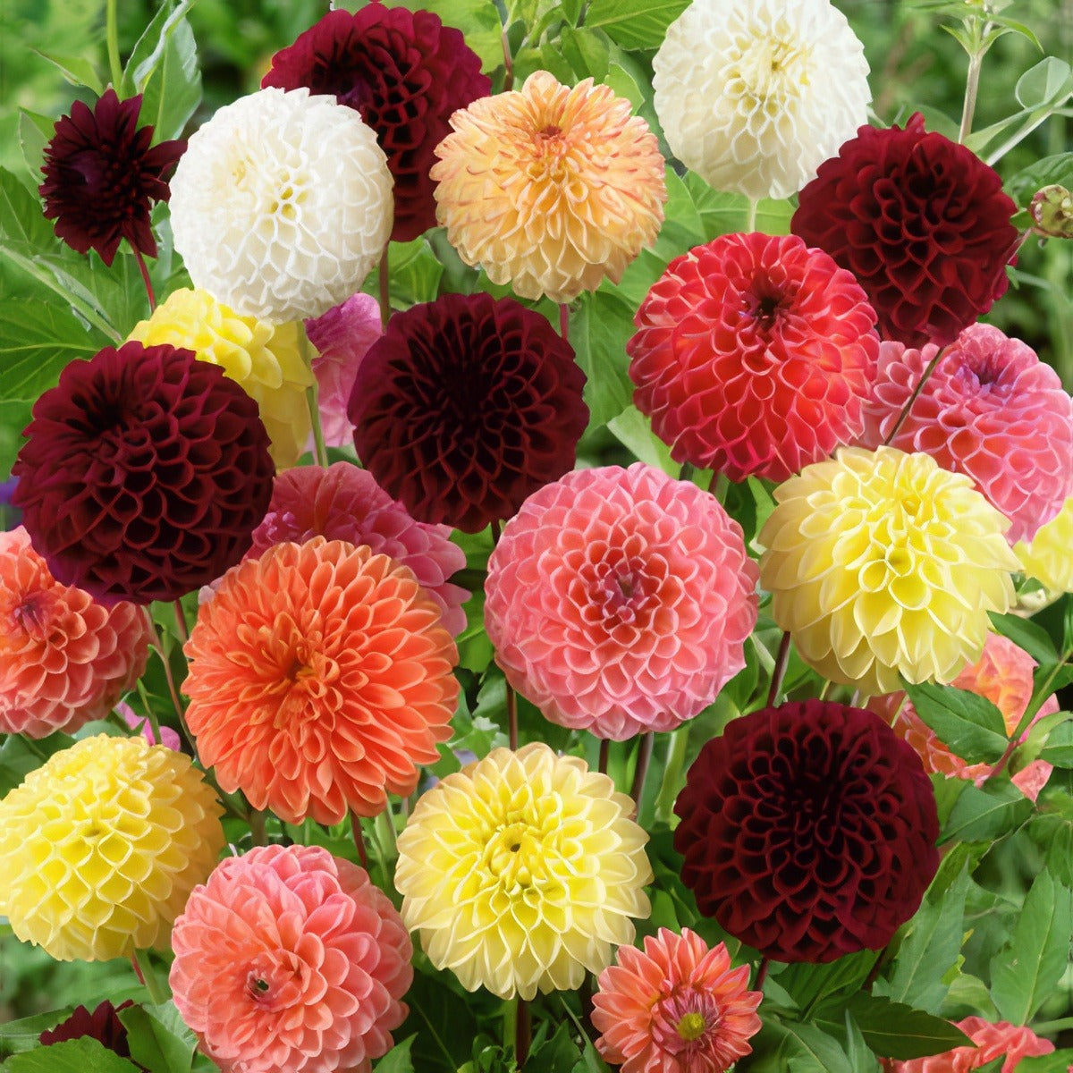 Dahlia Ball Mixed Pkdahpmx - Garden Express Australia