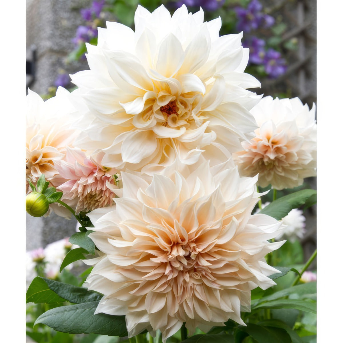 Dahlia Cafe Au Lait 2 Pkdahcal - Garden Express Australia