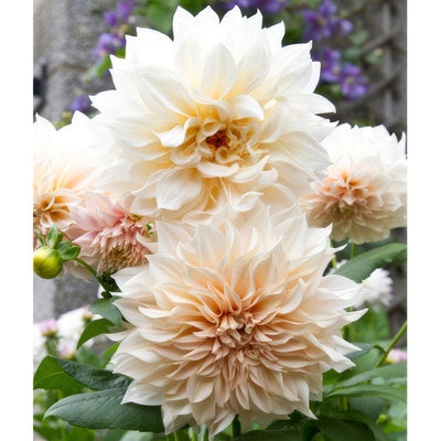 Dahlia Cafe Au Lait 2 Pkdahcal - Garden Express Australia