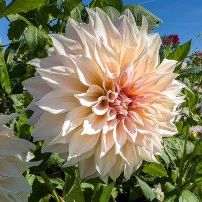 Dahlia Cafe Au Lait 2026 1 Pkdahcal - Garden Express Australia