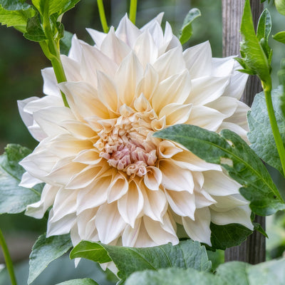 Dahlia Cafe Au Lait 2026 Pkdahcal - Garden Express Australia