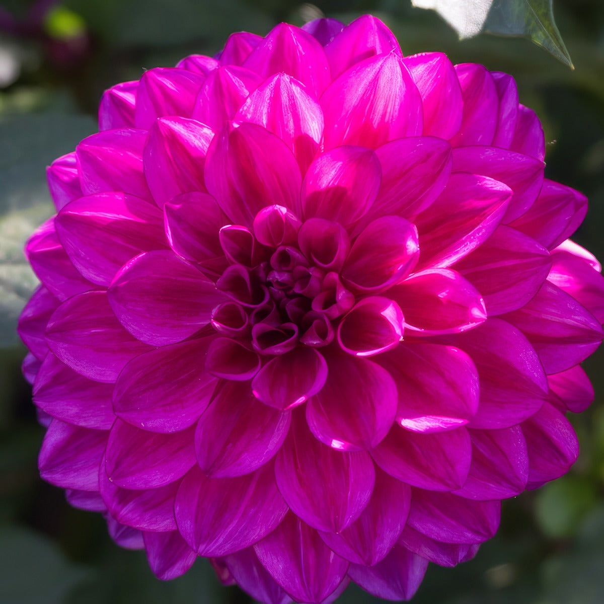 Dahlia Chad Pkdahchd - Garden Express Australia