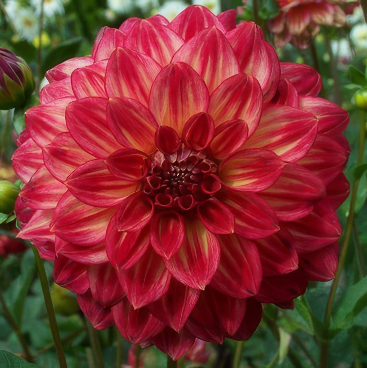 Dahlia Ciska 15 - Garden Express Australia