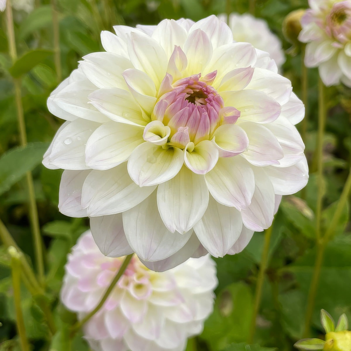Dahlia Cloe 2024 Pkdahclo - Garden Express Australia