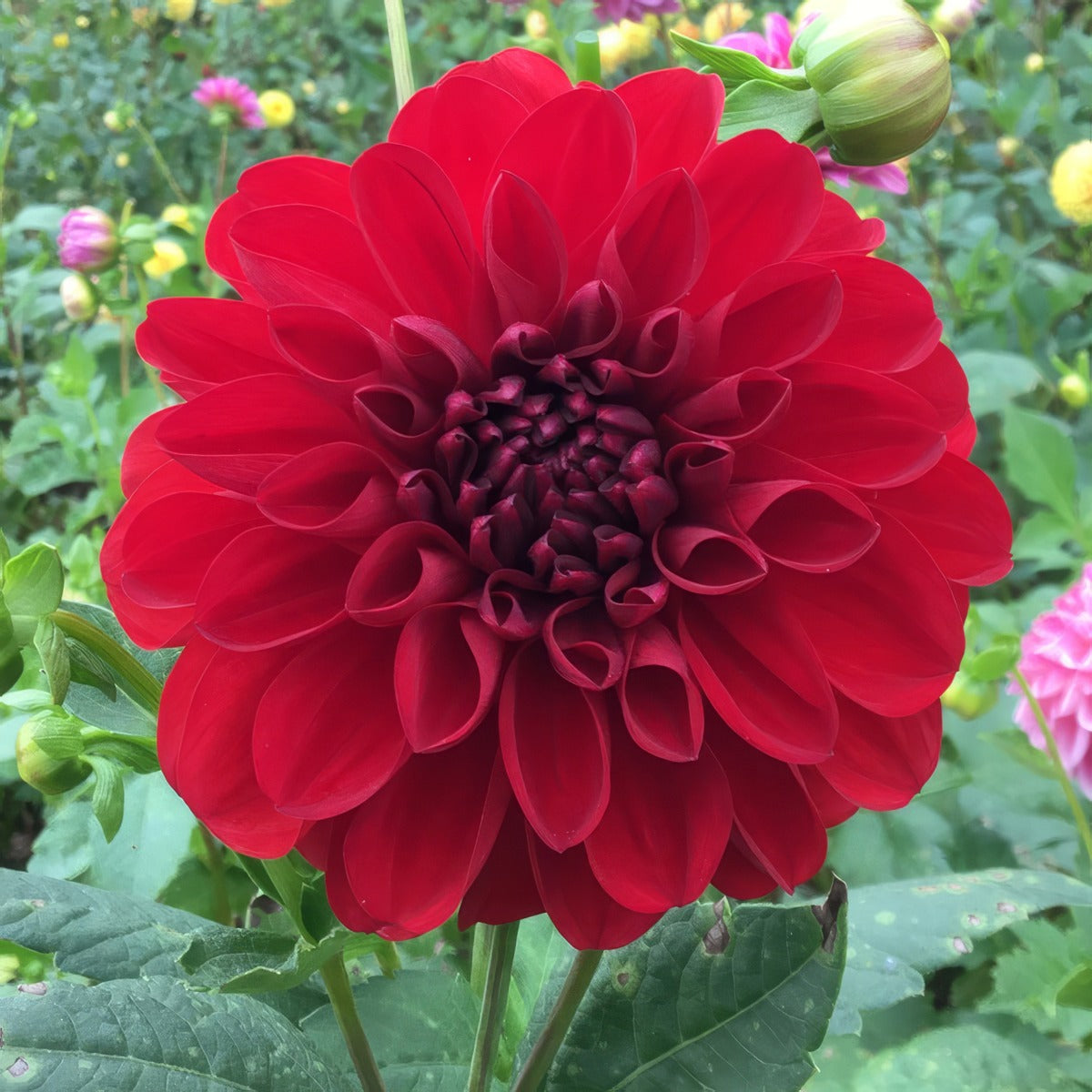 Dahlia Dragons Blood Pkdahdbl - Garden Express Australia