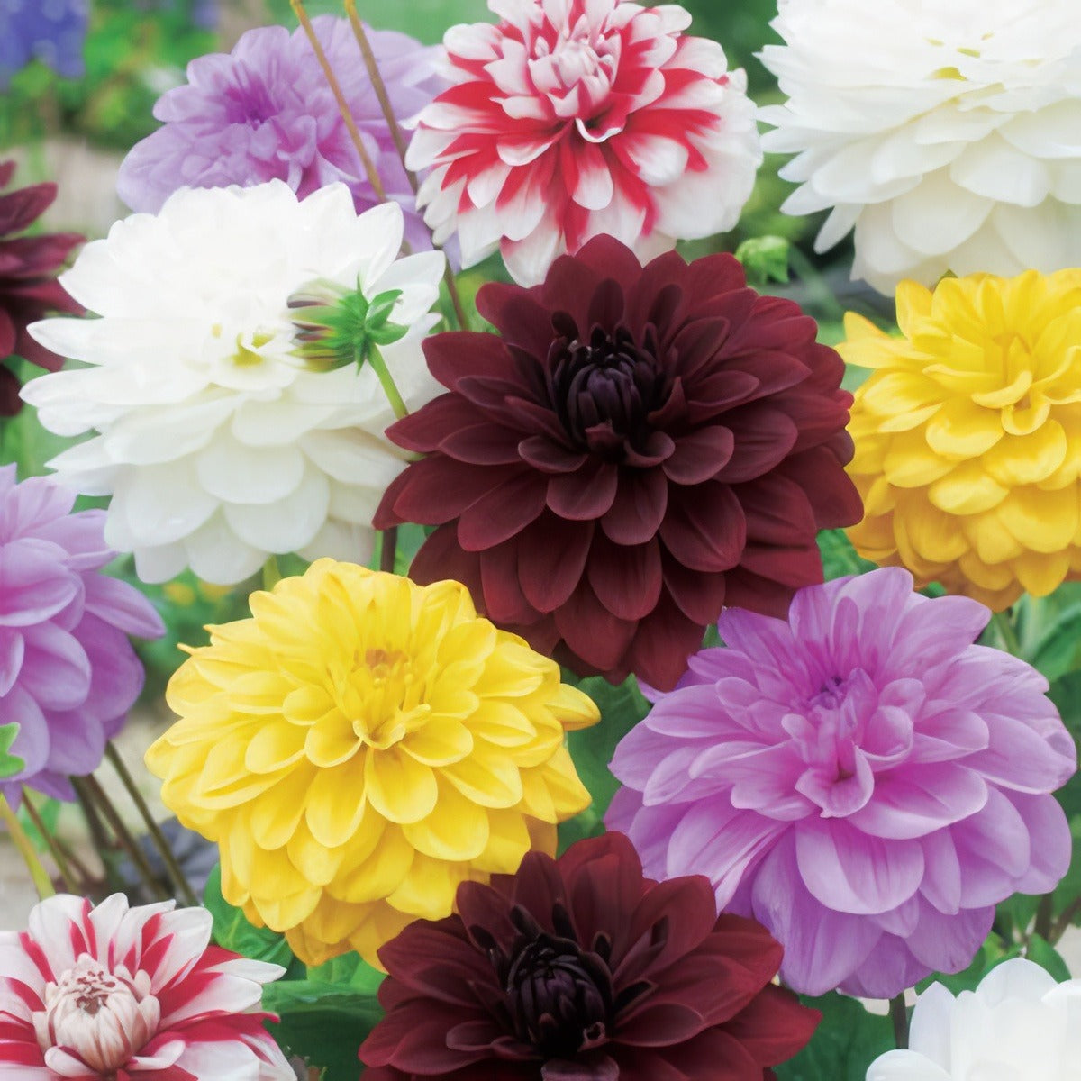 Dahlia Decorative Mixed 2013 - Garden Express Australia