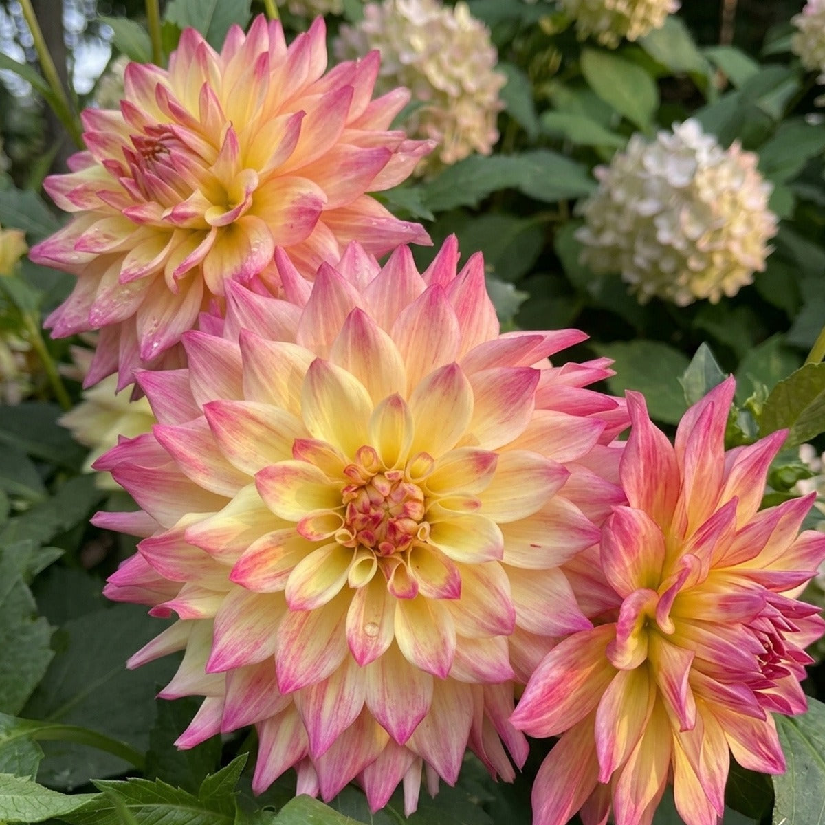 Dahlia Dr Who