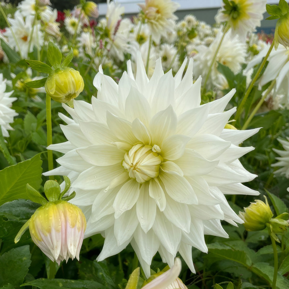Dahlia Earl 1 Pkdahear - Garden Express Australia