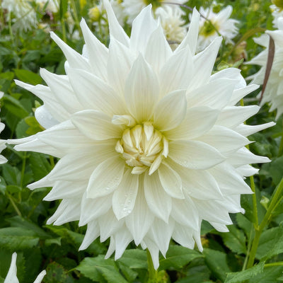 Dahlia Earl 2 Pkdahear - Garden Express Australia