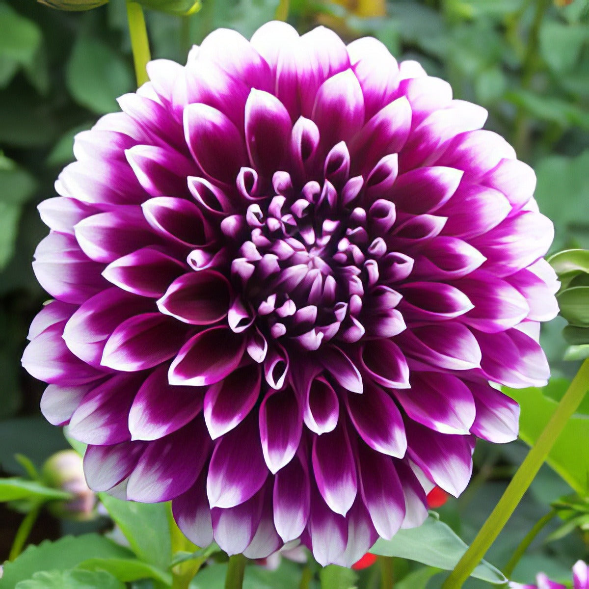 Dahlia Edinburgh 14 - Garden Express Australia