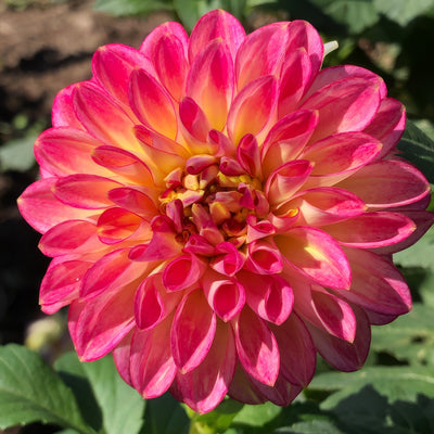 Dahlia First Prize Pkdahfpr - Garden Express Australia
