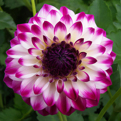 Dahlia Gambier Jane 14 - Garden Express Australia