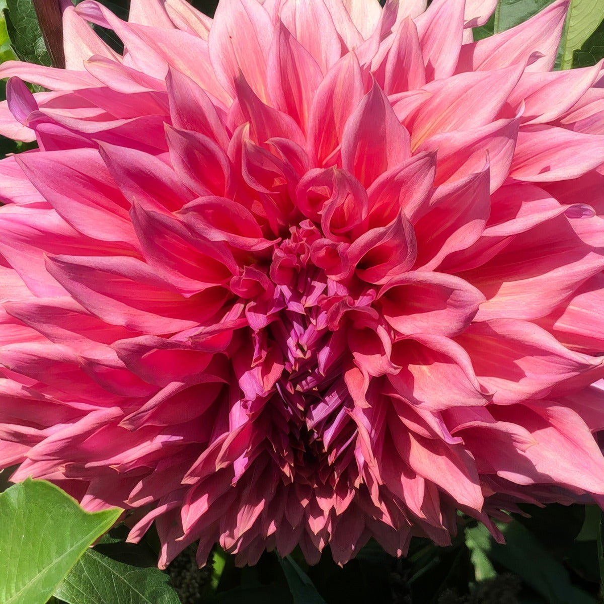Dahlia Glenmark Kim Pkdahgki - Garden Express Australia