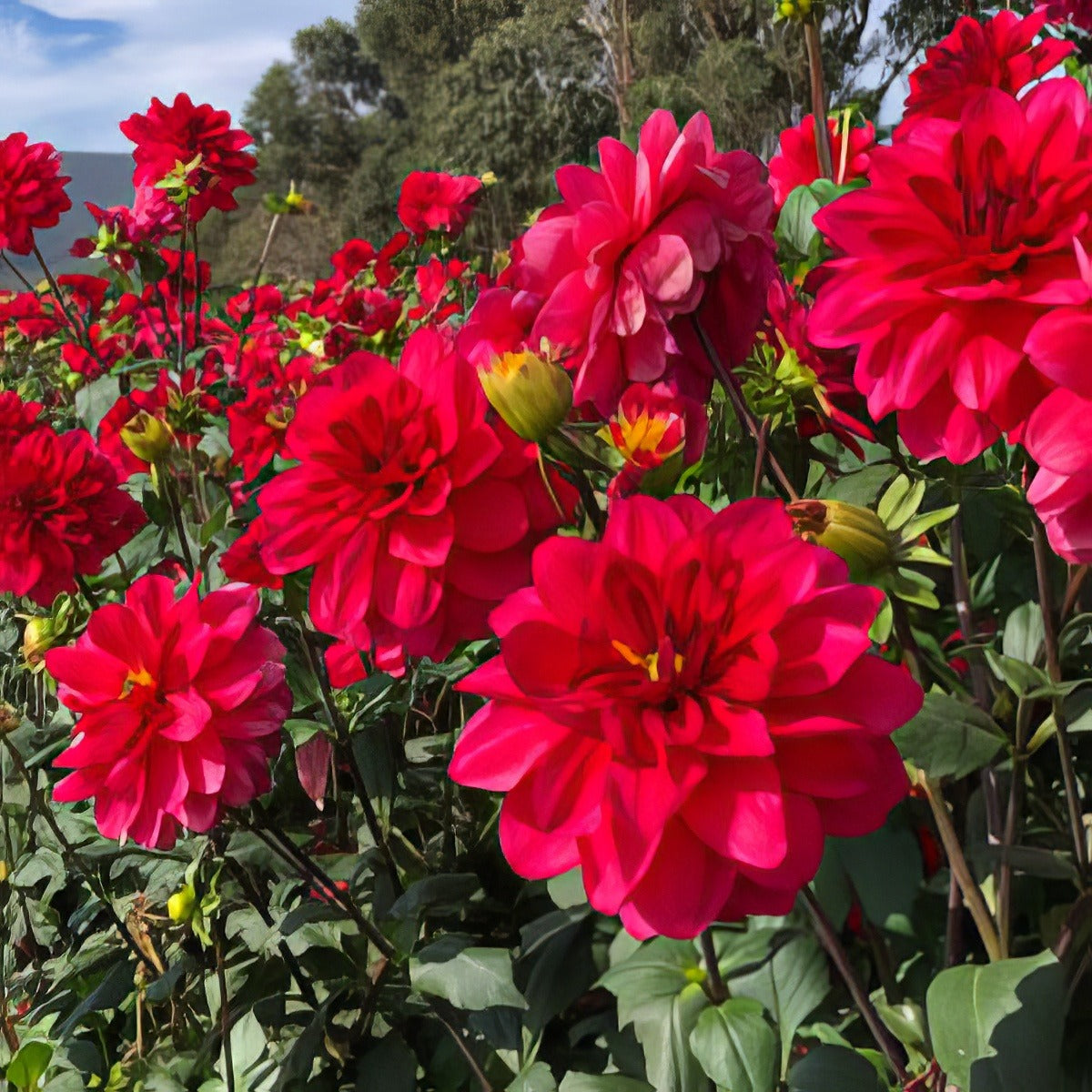 Dahlia Grenadier Pkdahgre - Garden Express Australia